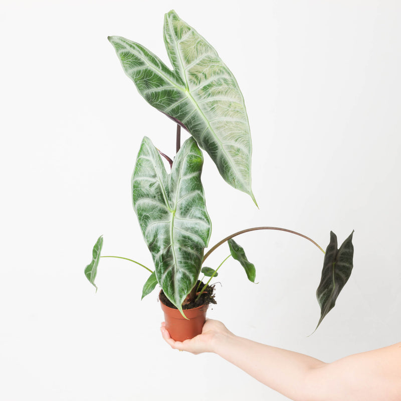 Alocasia longiloba 'Silver' — 8cm
