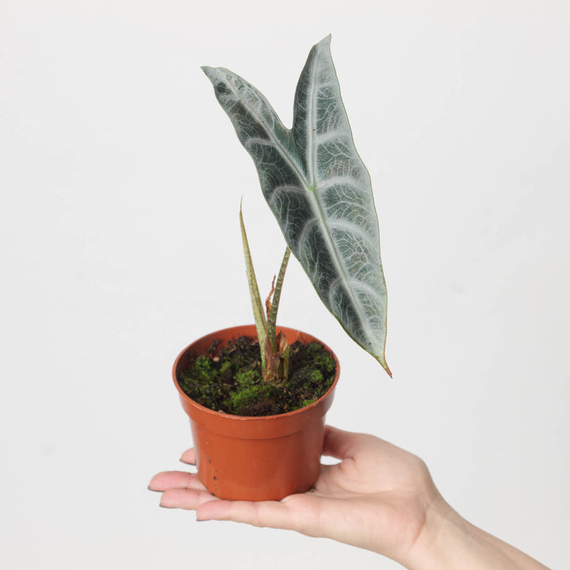 Alocasia longiloba 'Silver' 10.5cm Plants GrowTropicals