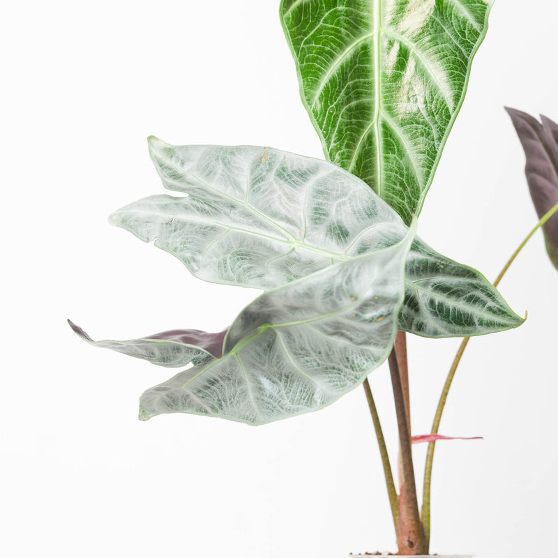 Alocasia longiloba 'Silver' Plants GrowTropicals