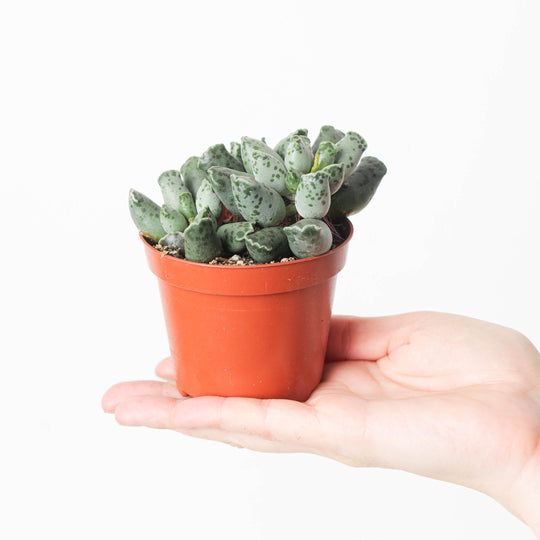 Adromischus cooperii var. festivus 8.5cm Plants GrowTropicals