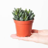 Adromischus cooperii 'Small Form'