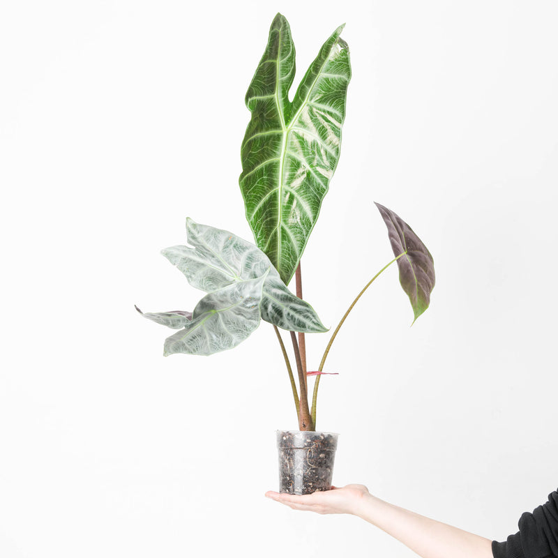 Alocasia longiloba 'Silver' Plants GrowTropicals