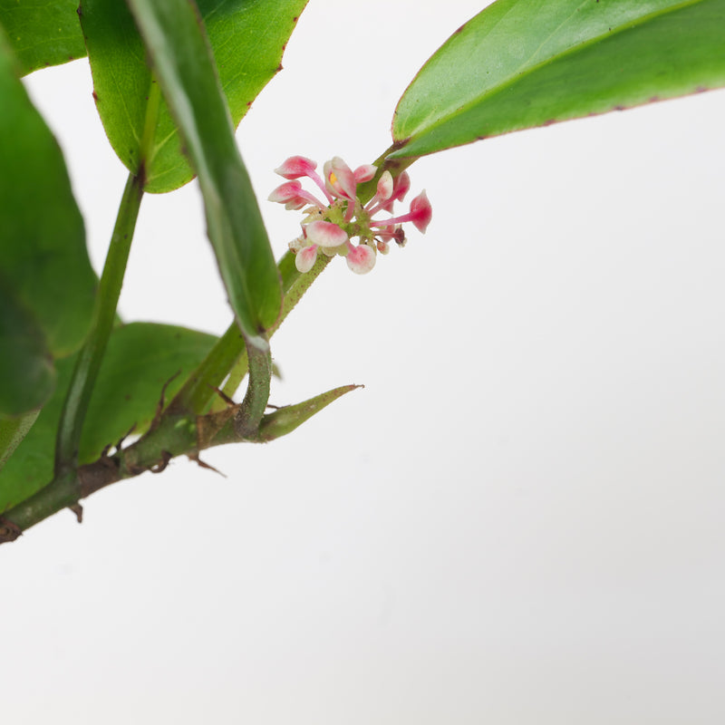 Begonia longipetola — 9cm