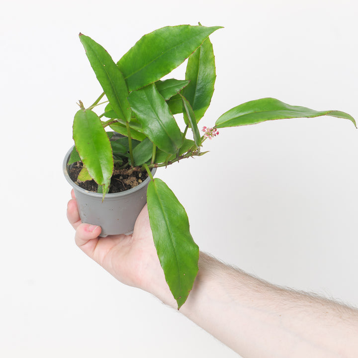 Begonia longipetola Plants GrowTropicals
