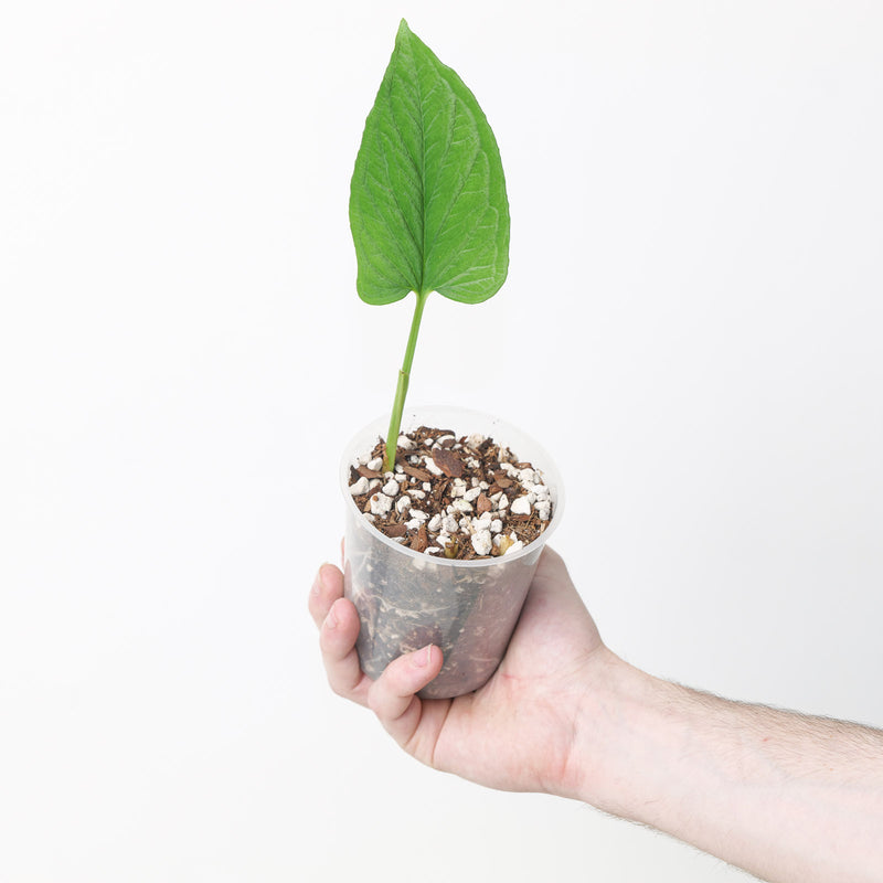 Chlorospatha longipoda 9cm Plants GrowTropicals