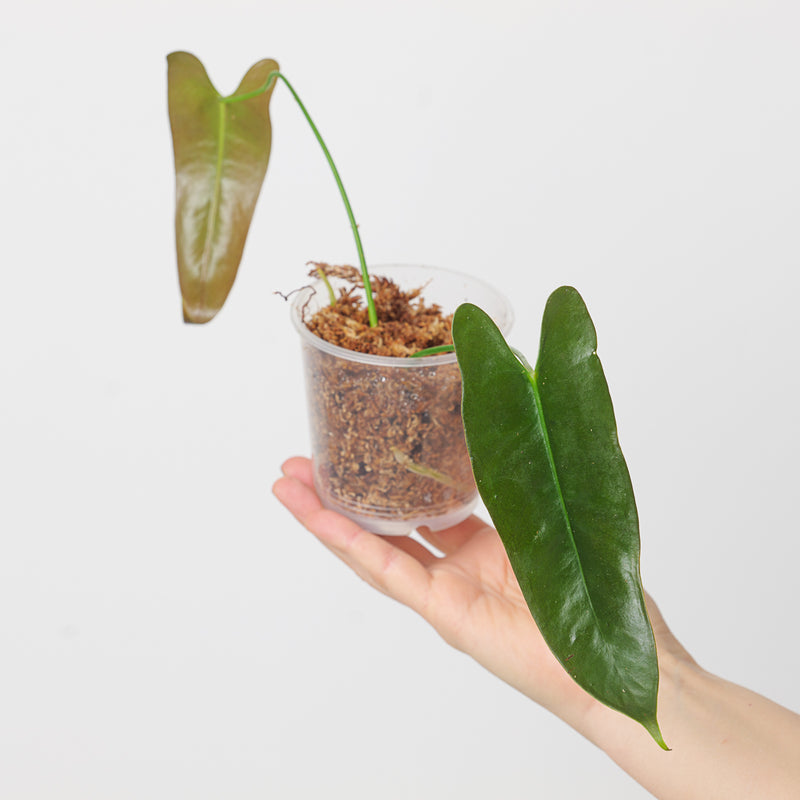 Anthurium longissimilobum — 9cm