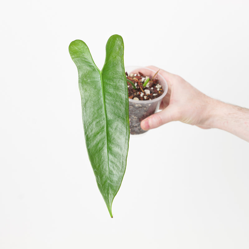 Anthurium longissimilobum Plants GrowTropicals