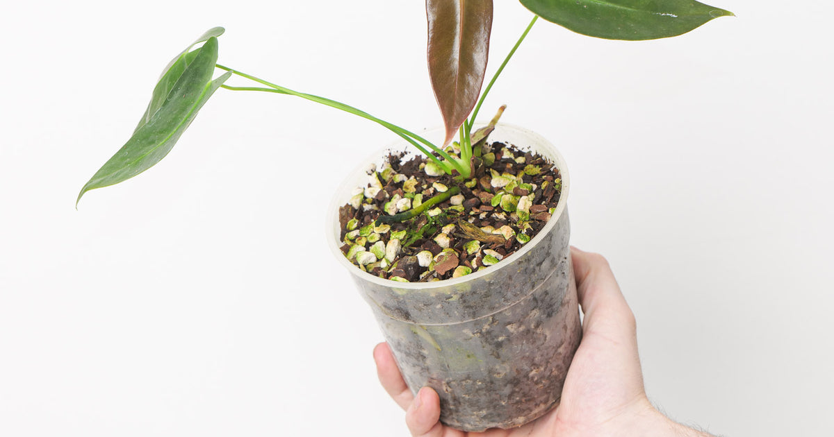 anthurium longistrorsum Anthurium longissimilobum | Plants