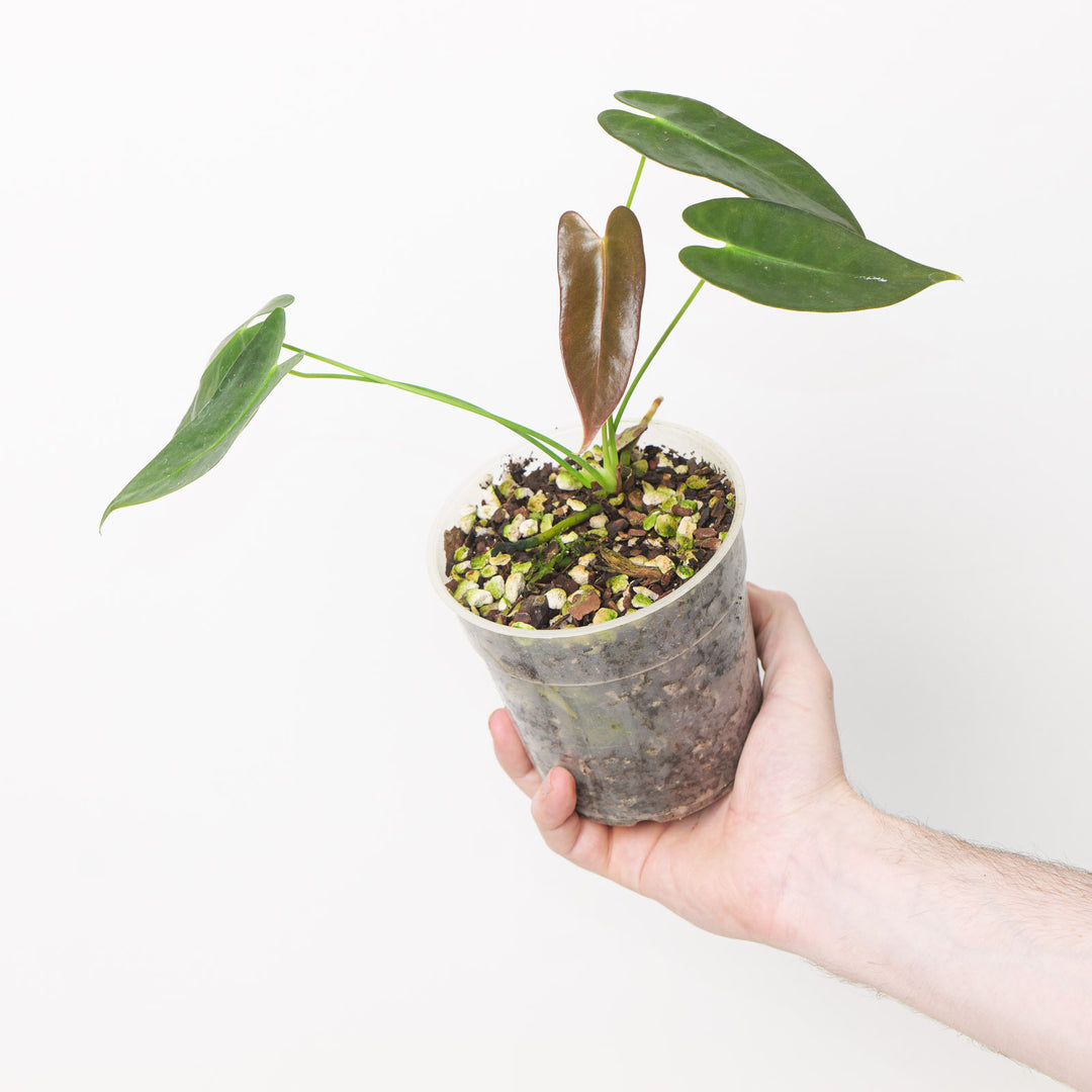 anthurium longipeltatum Anthurium longissimilobum