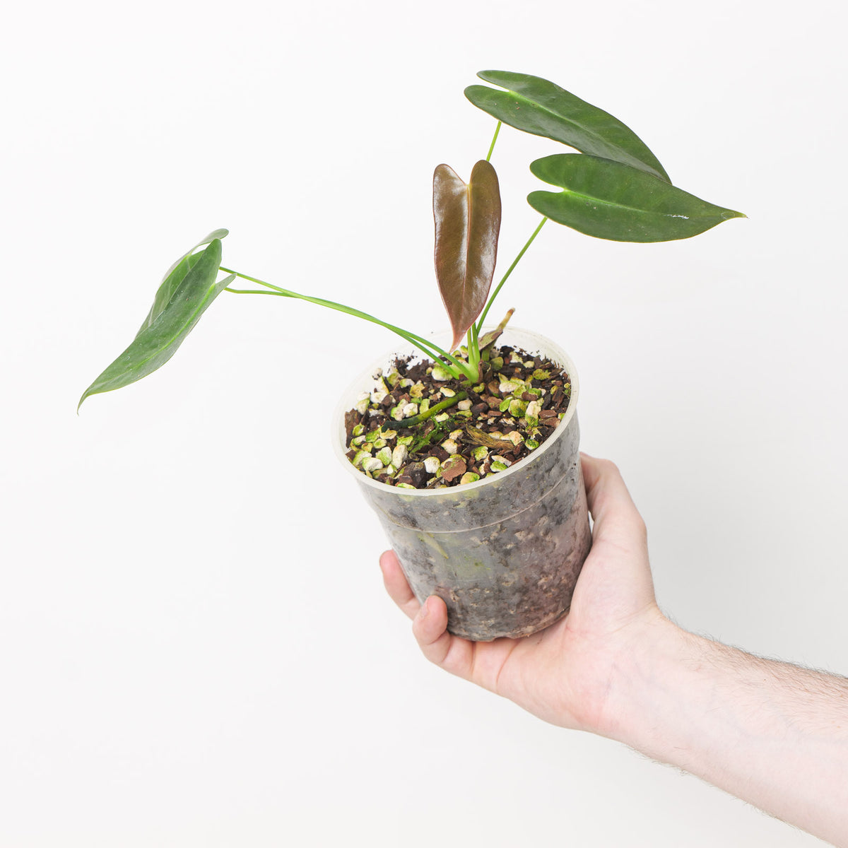 anthurium longicaudatum Anthurium longissimilobum | Plants