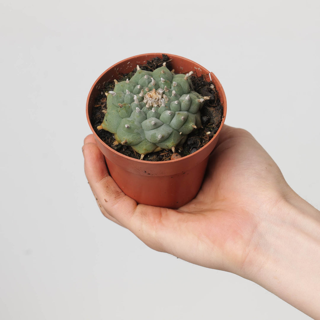 peyote succulent Lophophora williamsii