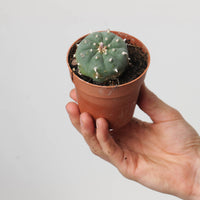 Lophophora williamsii | Peyote Cactus