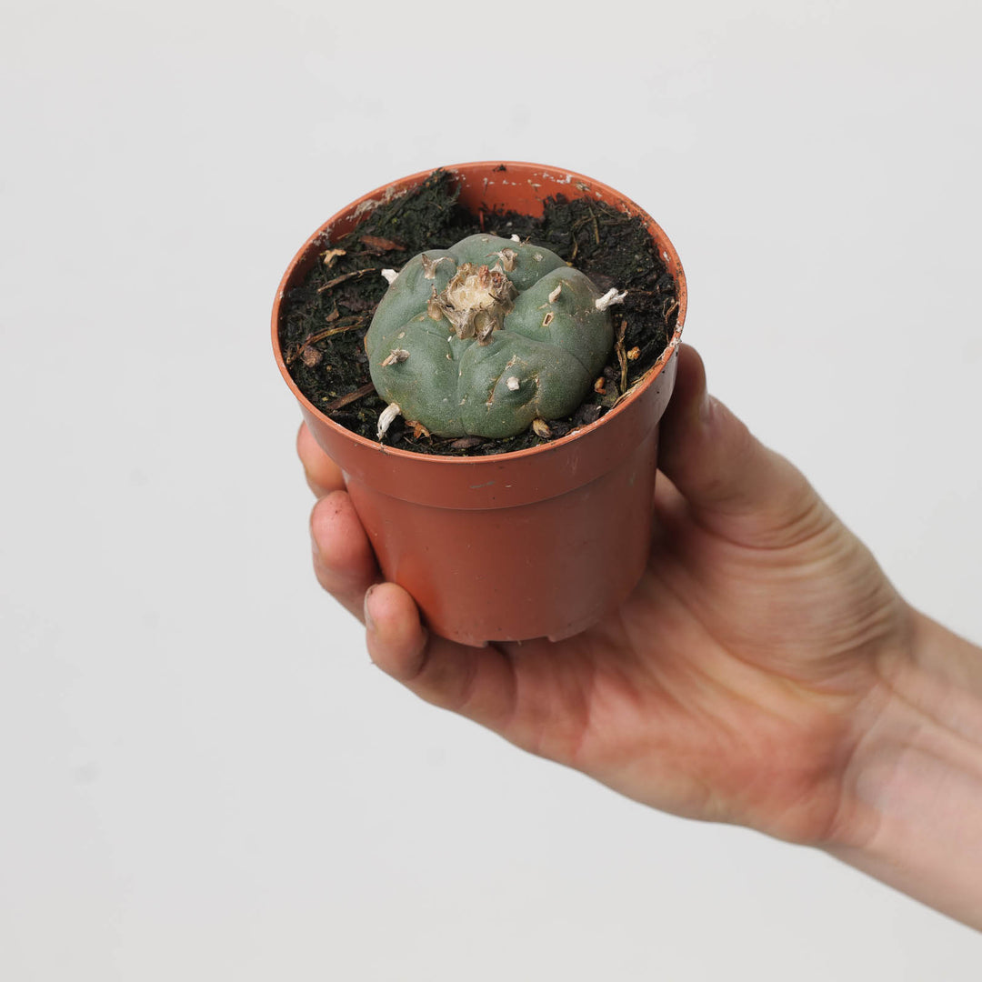 Produktbild von Peyote Kaktus Lophophora Williamsii Peyotl Kugelkaktus