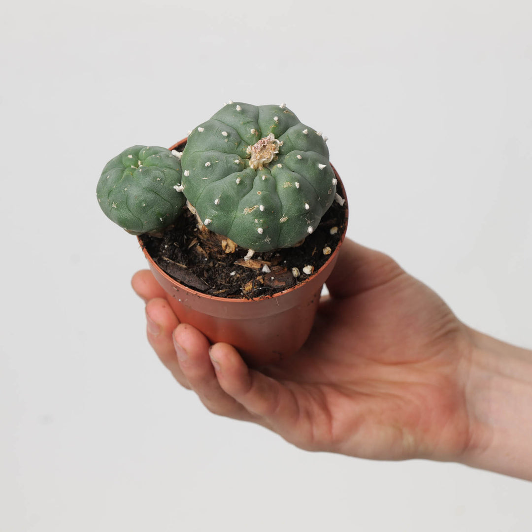 is peyote a succulent Lophophora williamsii