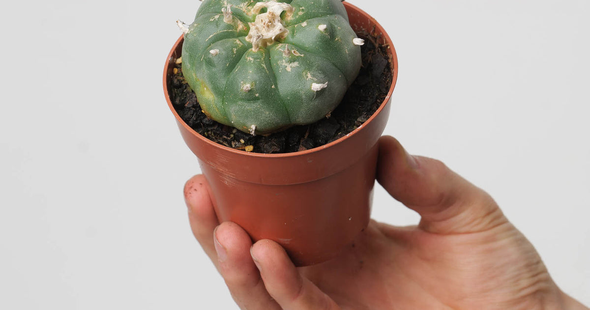 peyote succulent Lophophora williamsii | Peyote Cactus | Plants