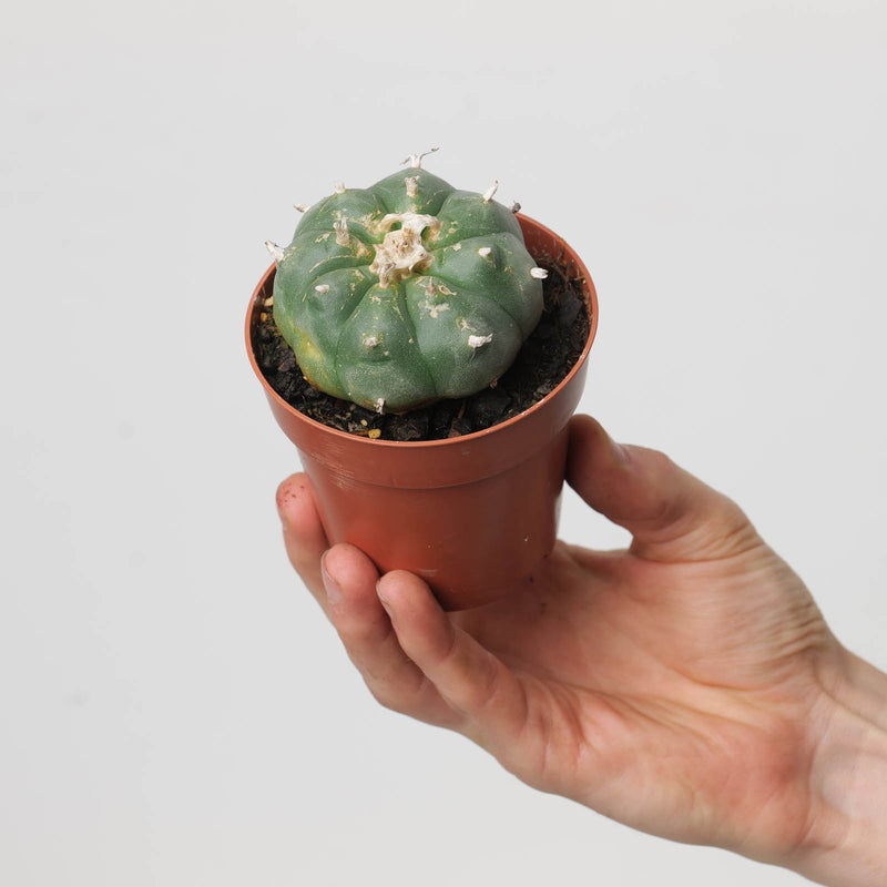 Lophophora williamsii | Peyote Cactus 8.5cm (Large) Plants GrowTropicals