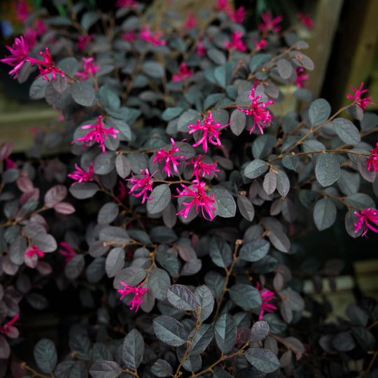 Loropetalum Black Pearl