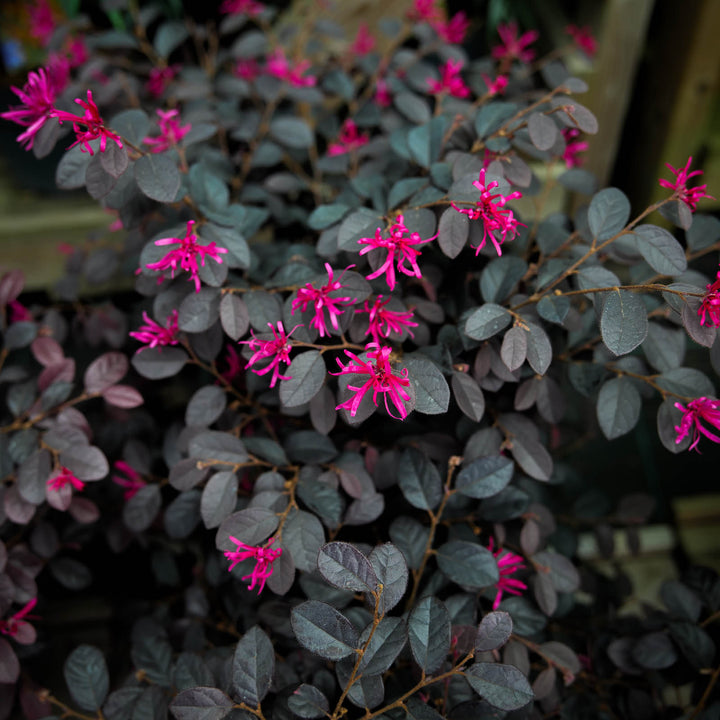 Loropetalum Black Pearl