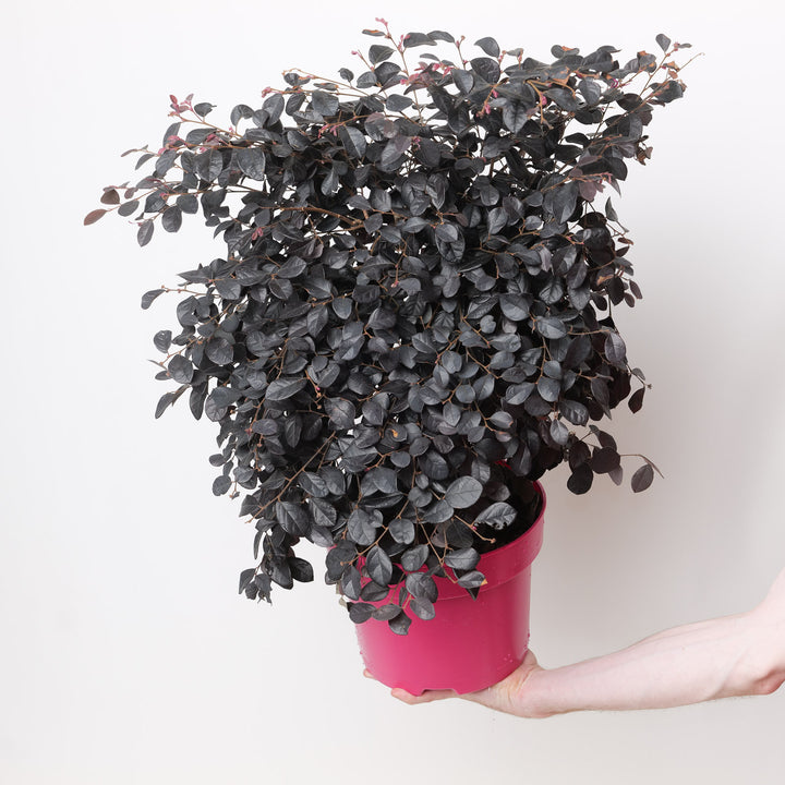 Loropetalum Black Pearl Plants - Outdoor GROW TROPICALS