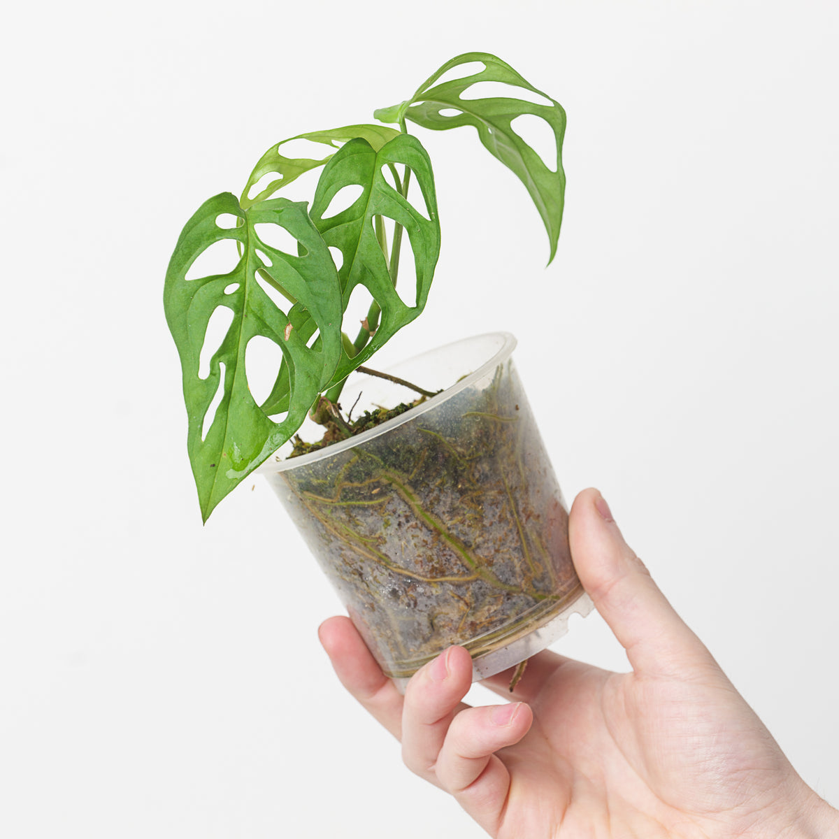 Monstera cf. obliqua 'Los Tayos'