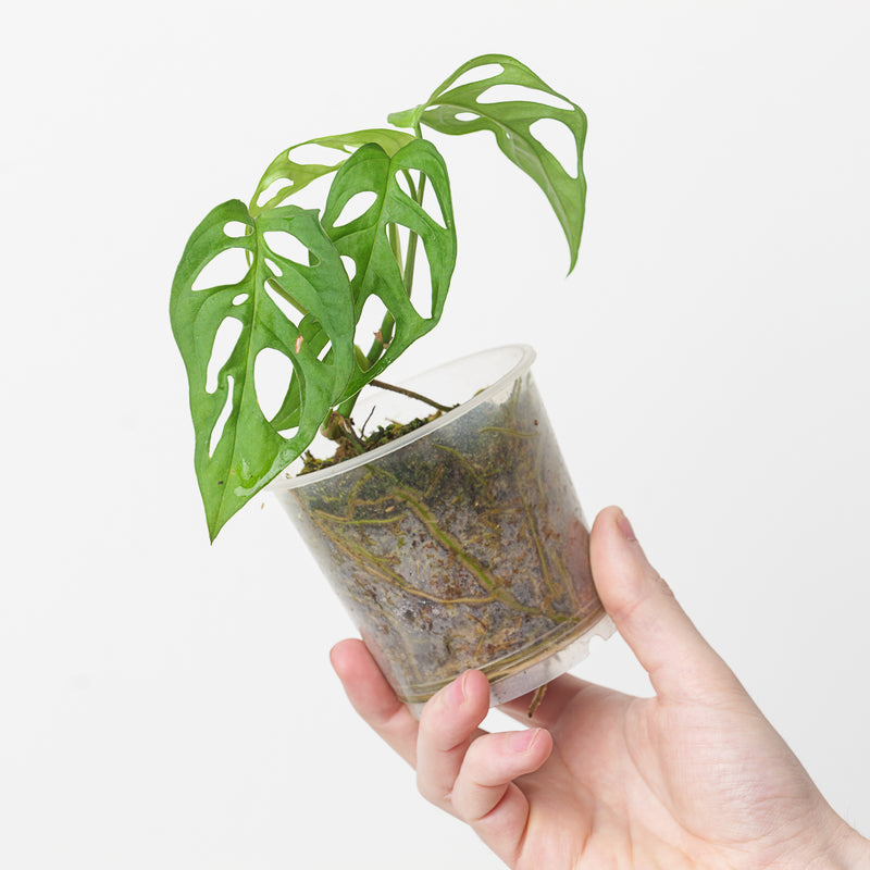 Monstera cf. obliqua 'Los Tayos' 9cm Plants GrowTropicals