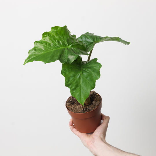 Alocasia 'Low Rider' Plants GrowTropicals
