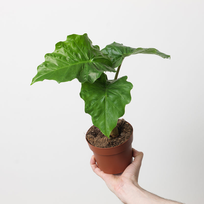 Alocasia 'Low Rider' Plants GrowTropicals