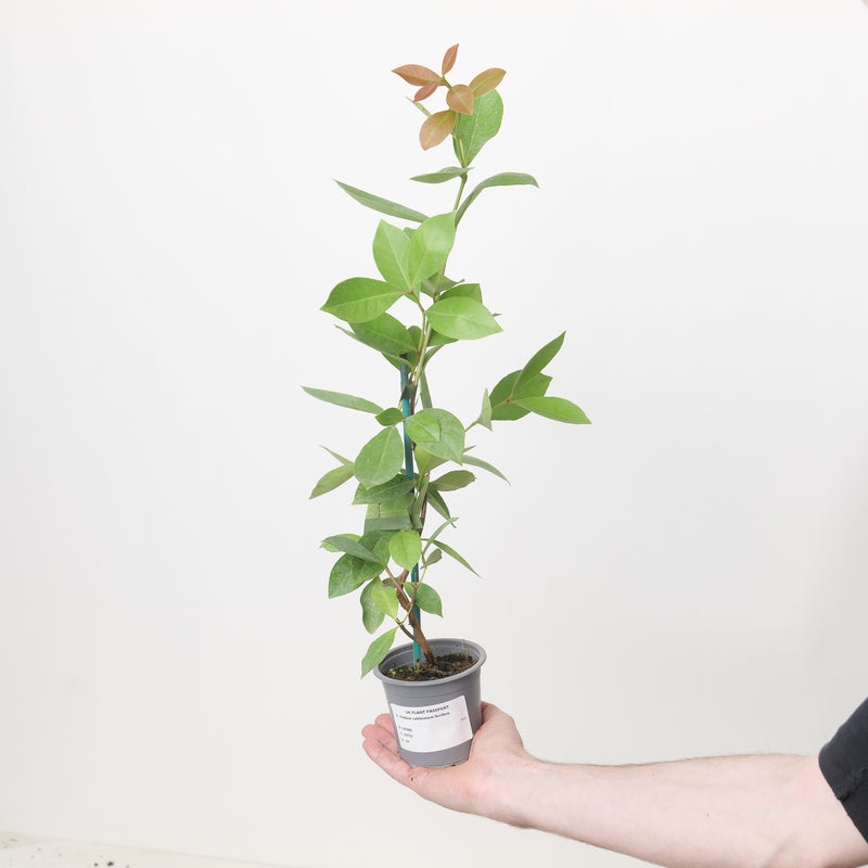 Psidium cattleianum lucidum Plants - Outdoor GROW TROPICALS