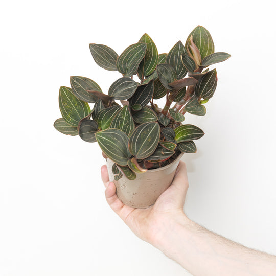 Ludisia discolor
