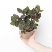 Ludisia discolor