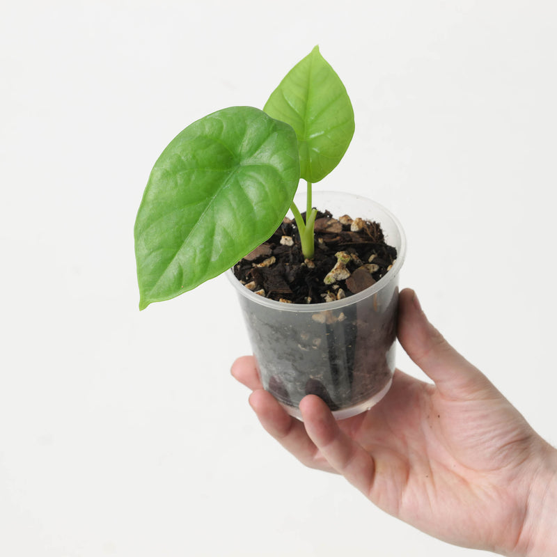 Imperfect Alocasia 'Lukiwan' | sinuata x alba Plants GrowTropicals