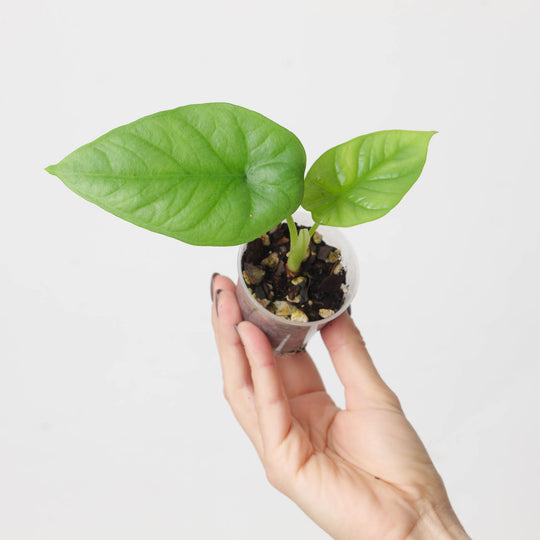 Imperfect Alocasia 'Lukiwan' | sinuata x alba Plants GrowTropicals
