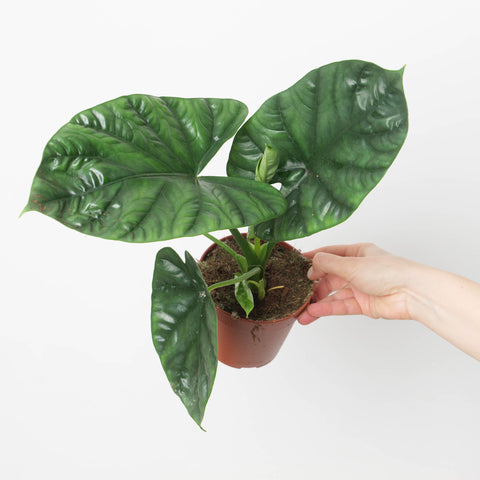 Imperfect Alocasia 'Lukiwan' | sinuata x alba 12cm Plants GrowTropicals