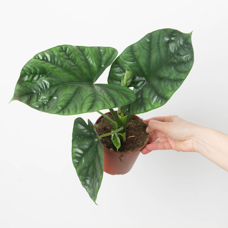 Alocasia 'Lukiwan' | sinuata x alba - GROW TROPICALS