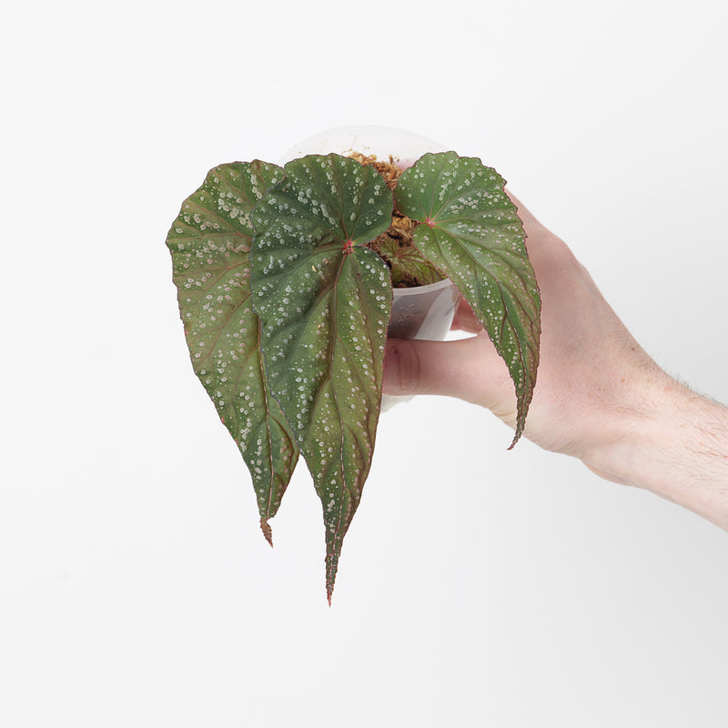 Begonia lukuana 9cm Plants GrowTropicals