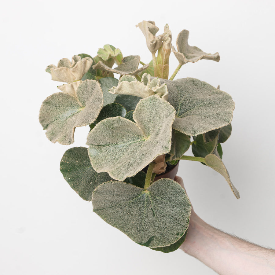 Begonia Lunar Venosa 12cm Plants GrowTropicals