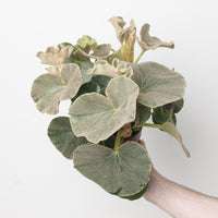Begonia Lunar Venosa