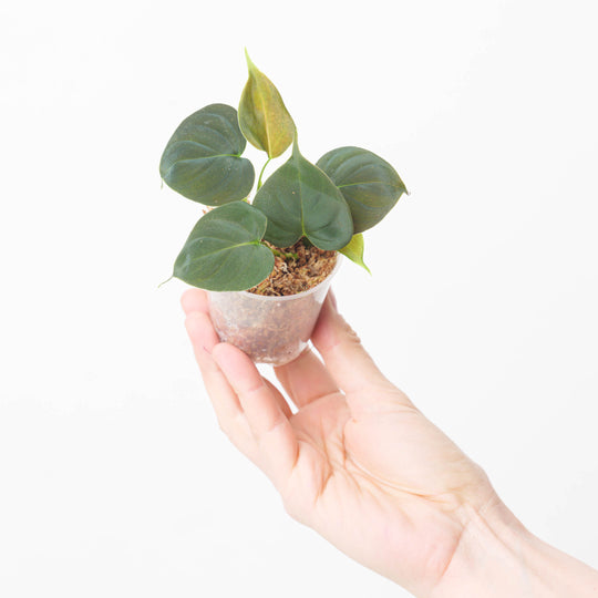 Philodendron lupinum 6cm Plants GrowTropicals