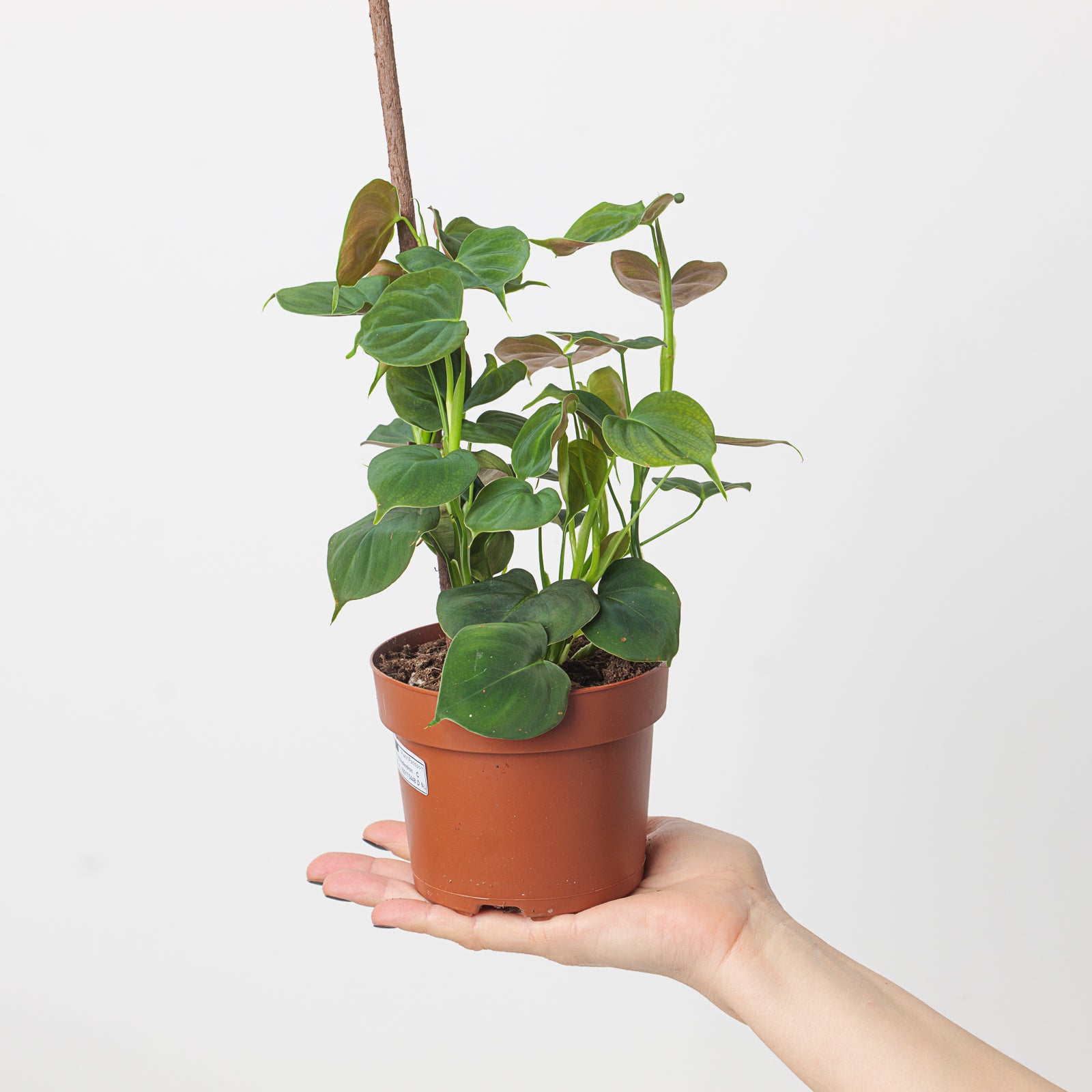 lupinum philodendron Philodendron lupinum | Plants