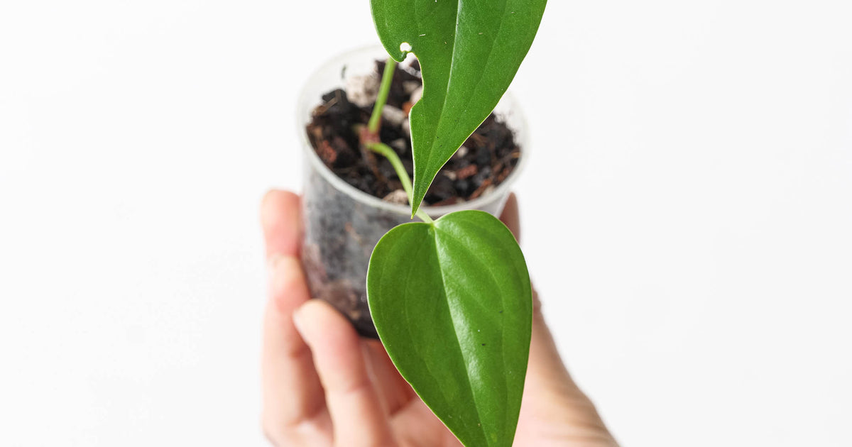 Anthurium lucens | Plants