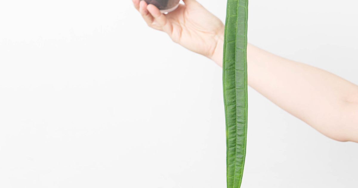 anthurium lutheri Anthurium lutheri | Plants