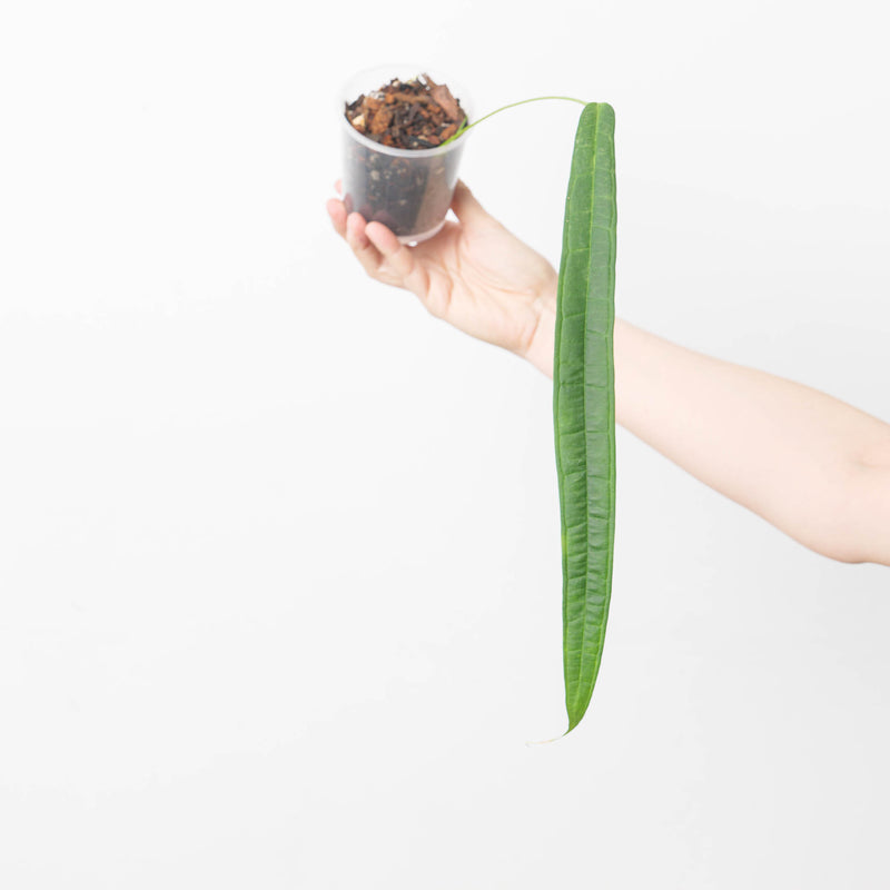 Anthurium lutheri 9cm Plants GrowTropicals