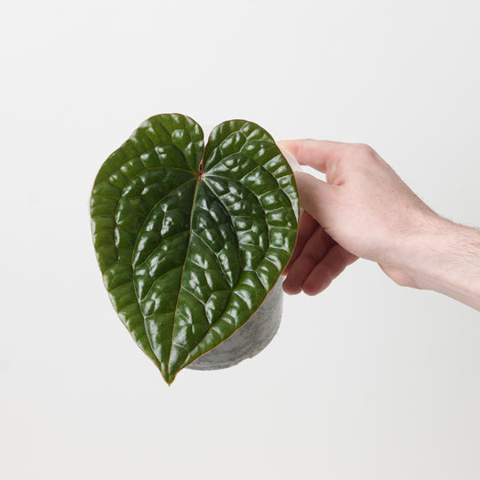 Anthurium luxurians Round Plants GrowTropicals