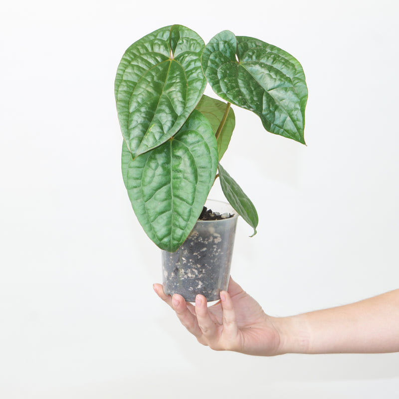 Anthurium RVDP x luxurians — #53