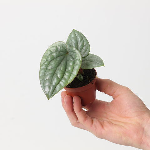 Anthurium luxurians 'Platinum' 6cm Plants GrowTropicals