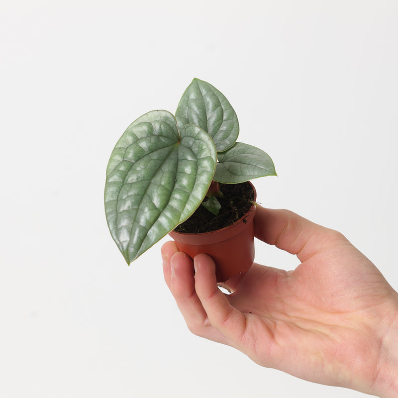 Anthurium luxurians 'Platinum' — 6cm