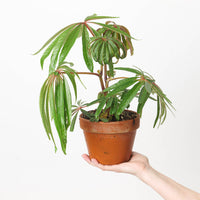 Begonia luxurians