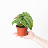 anthurium regale x luxurians Anthurium regale x luxurians