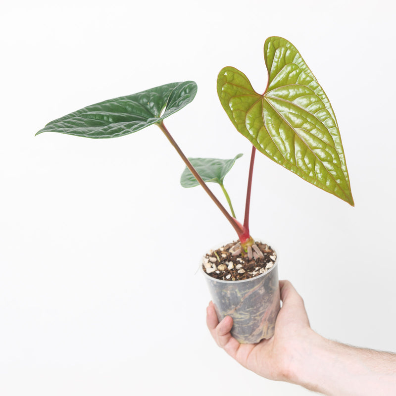 Anthurium (luxurians x sagittatum) x luxurians A2 Plants GrowTropicals