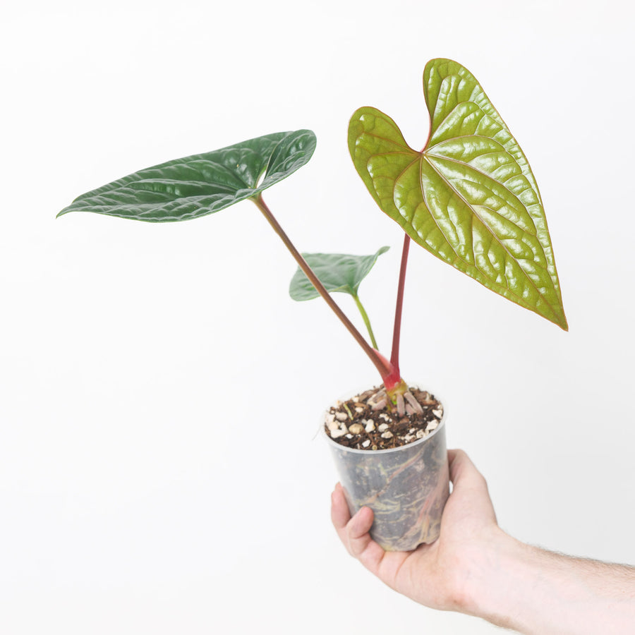 Anthurium (luxurians x sagittatum) x luxurians A2 Plants GrowTropicals